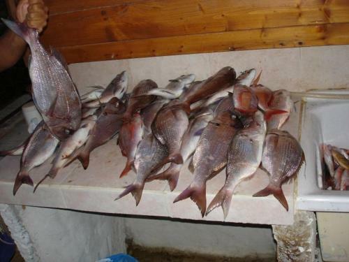Blue Bab B&B