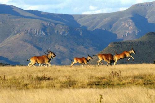 Samara Private Game Reserve Karoo Lodge