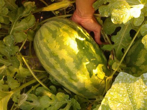 Eco Bed & Breakfast I Due Oleandri