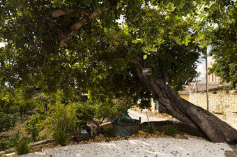 Villa La Lumia B&B