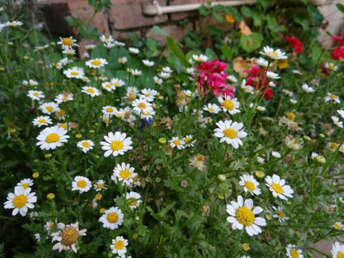 Die Agterplaas B&B