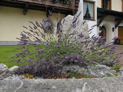 Apartamento L�rchenwald Appartements