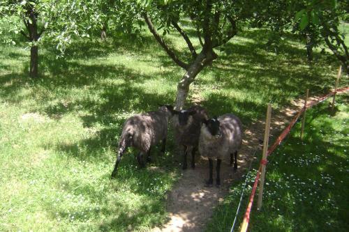 Hostal Ranch ?okori