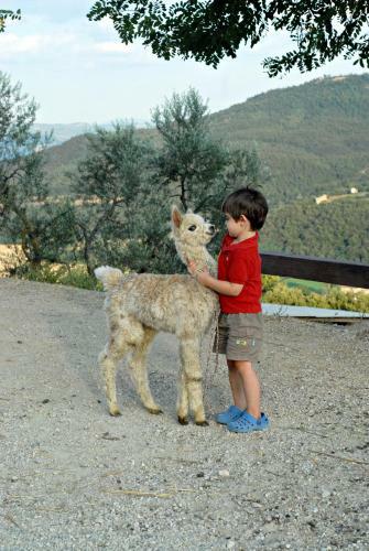 Agroturismo Maridiana Alpaca