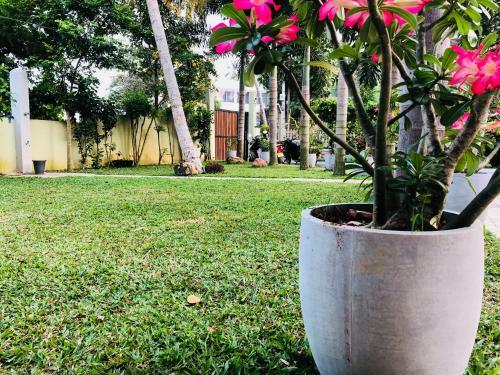 Hostal Peacock Villa