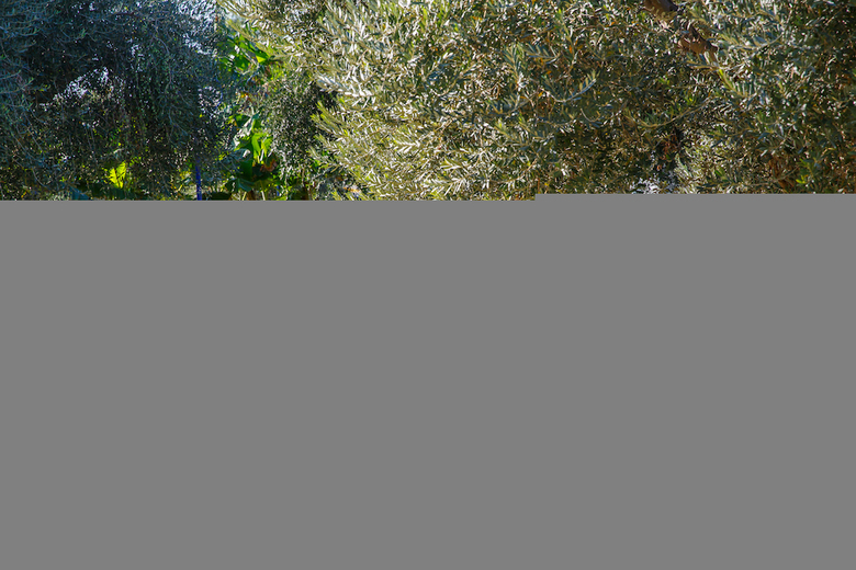 Filoxenia Apartments & Studios