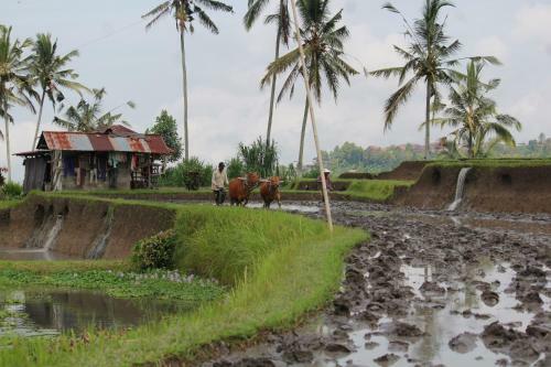 Melanting Cottages