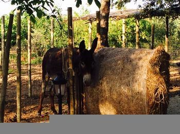 Agroturismo Sa Vinya Des Convent