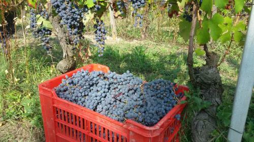 Bed & Breakfast Cascina Torello