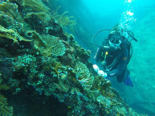 Hotel Ocean View Dive Resort Tulamben