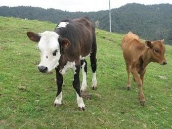 Agroturismo Nightingale Falls Farmstay Retreat