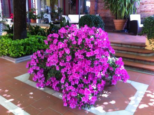 Hotel Reale