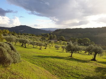 Bed & Breakfast Le Vignole