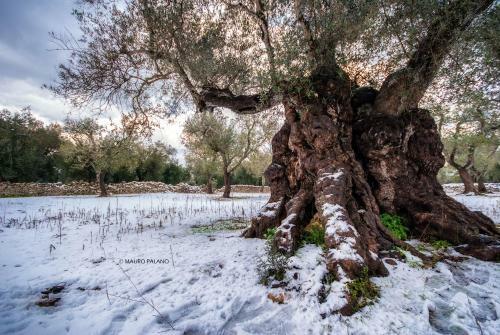 Agroturismo Tenuta Kyrios