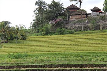 Hotel Cepik Villa