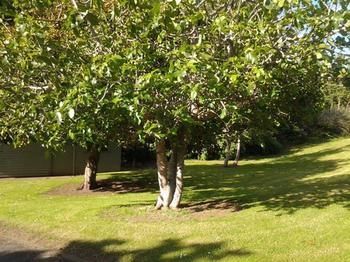 Hikurangi Stayplace - Hostel