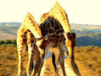 Posada Amakhala Safari Lodge