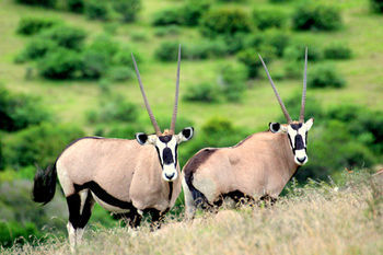 Posada Amakhala Safari Lodge