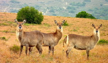 Posada Amakhala Safari Lodge