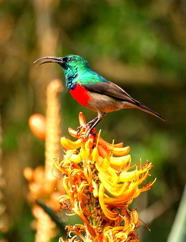 Posada Amakhala Safari Lodge