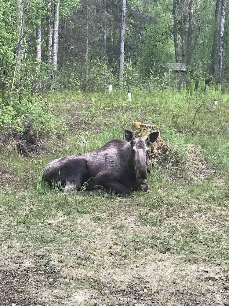 Bed & Breakfast Meandering Moose Lodging