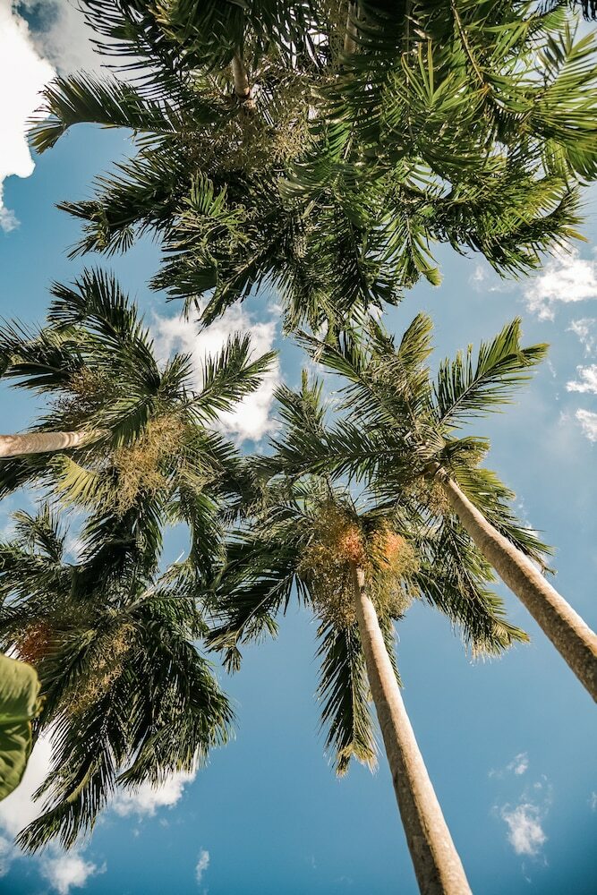 Hotel Palms City Resort
