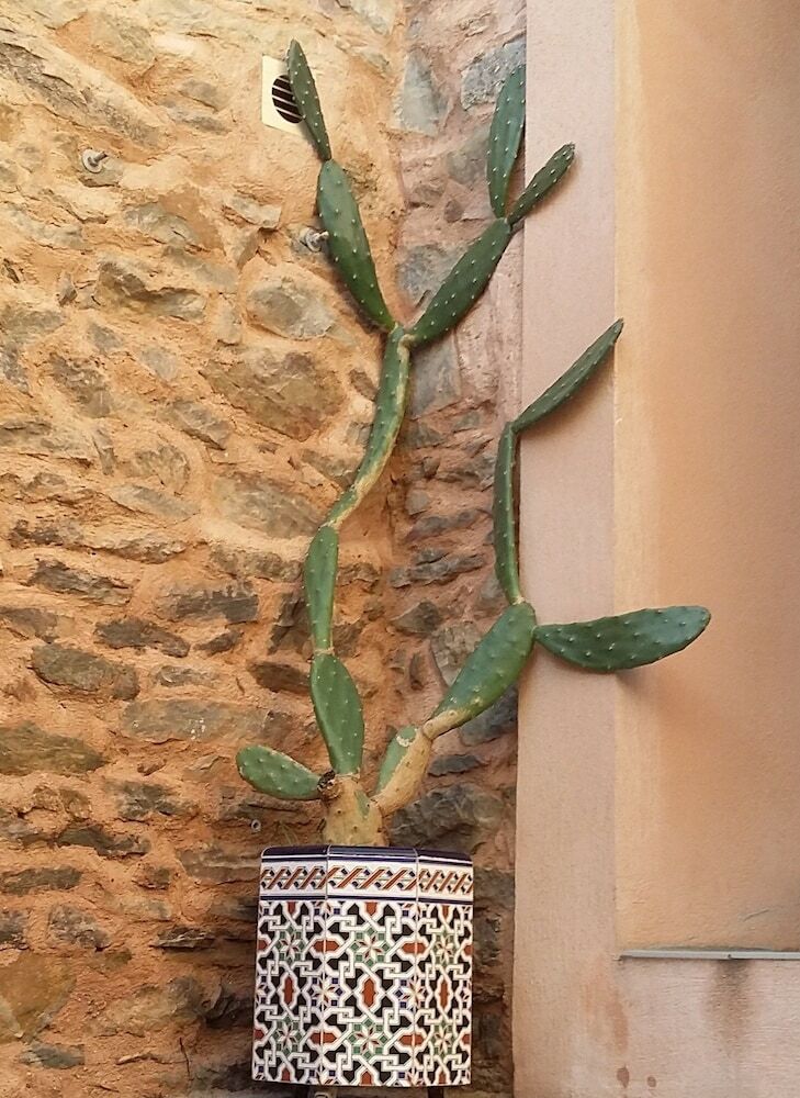 Opuntia