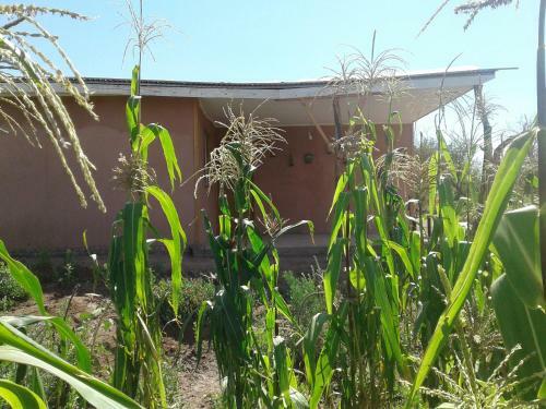 Agroturismo Casa De Campo San Pedro