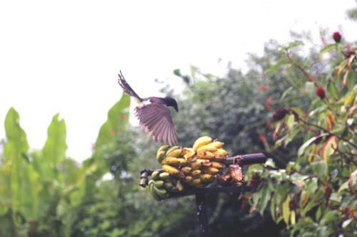 Ceiba Tree Lodge
