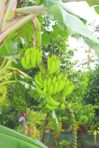 Ceiba Tree Lodge