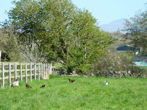 Bed & Breakfast Taldrwst Farmhouse