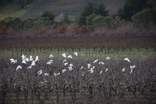 Hotel Borrodell Vineyard