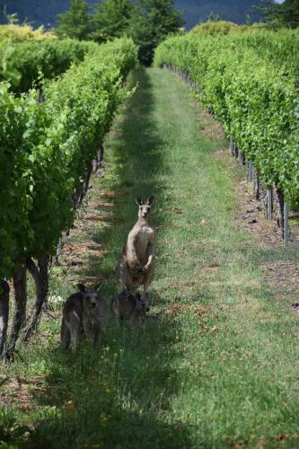 Hotel Borrodell Vineyard
