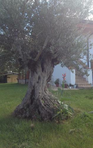 B&B Cuor Di Lavanda