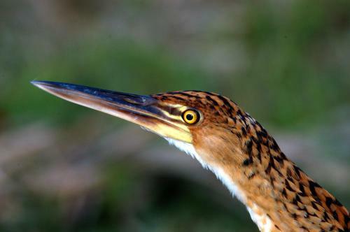 Lodge Tropical Adventures & Expeditions