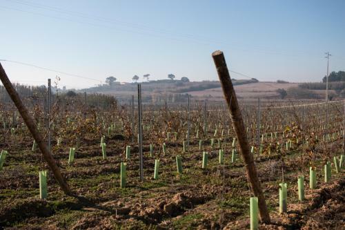 Agroturismo Entre Vinhas E Mar