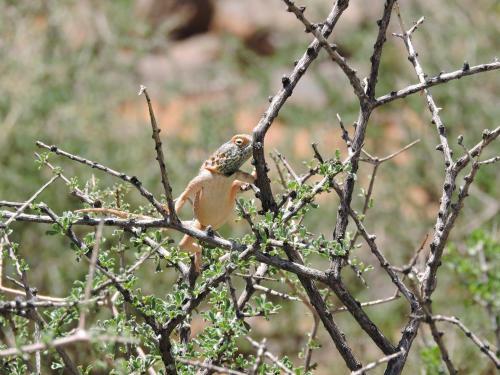 Agroturismo Savanna Guest Farm
