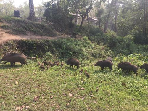 Hotel Chitwan Safari Camp & Lodge