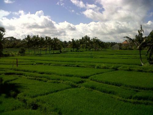 Hostal Arjana Bungalows Rice Field