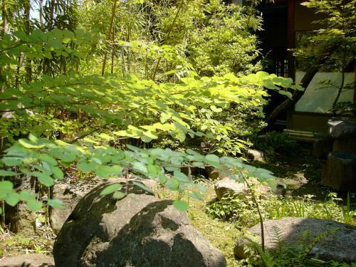 Kashiwaya Honten