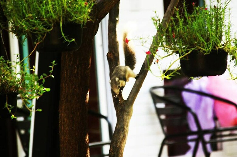 Hotel Ganesha House
