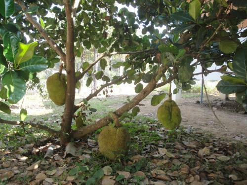 Agroturismo Suan Pin Houses