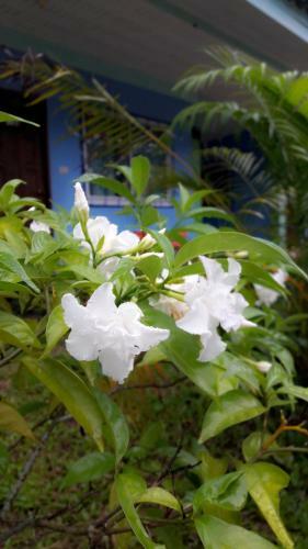 Hotel Paramee Inn Pai