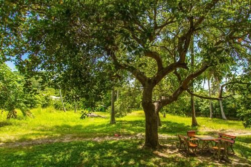 Cashew Nut Village