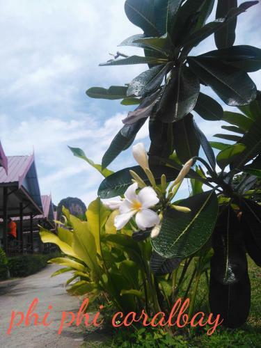 Hostal Phi Phi Coralbay