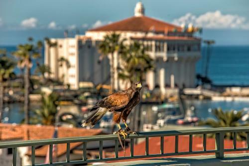 The Avalon Hotel In Catalina Island