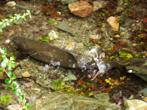 Caba�as Brellenthin