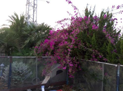 Hostal Castel Ashkelon