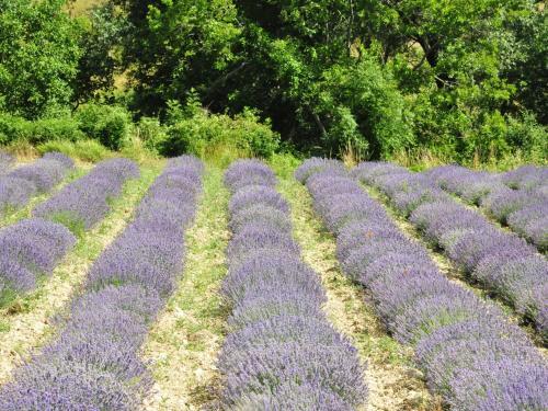 Holiday Home Mazet De Languedoc Et Ardeche