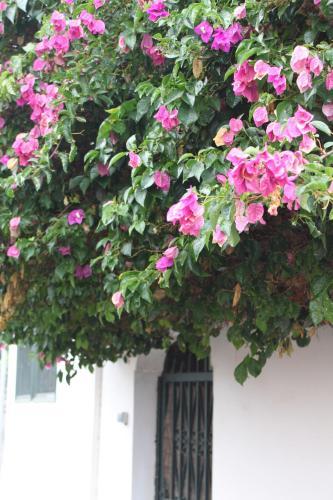 Casa Del Maestro